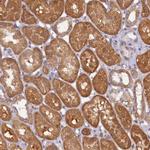 STX12 Polyclonal Antibody