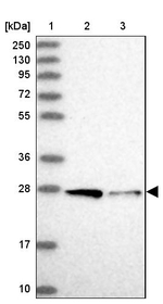 STX12 Antibody in Western Blot (WB)