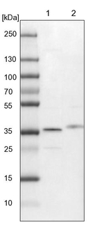 STX12 Antibody in Western Blot (WB)