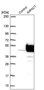 IMPACT Antibody in Western Blot (WB)