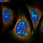 C2orf44 Polyclonal Antibody