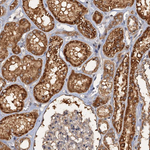 C2orf44 Antibody in Immunohistochemistry (Paraffin) (IHC (P))