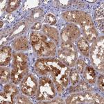 WDR59 Antibody in Immunohistochemistry (Paraffin) (IHC (P))