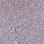 WDR59 Antibody in Immunohistochemistry (Paraffin) (IHC (P))