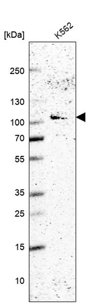 WDR59 Antibody in Western Blot (WB)