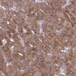 WDR59 Antibody in Immunohistochemistry (IHC)