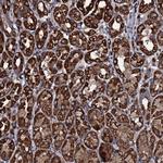 WDR34 Antibody in Immunohistochemistry (Paraffin) (IHC (P))