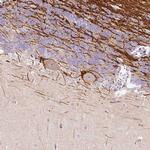 DOK6 Polyclonal Antibody