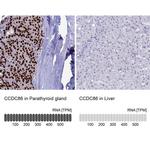 CCDC86 Antibody in Immunohistochemistry (IHC)