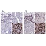 CCDC86 Antibody in Immunohistochemistry (IHC)