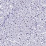 CCDC86 Antibody in Immunohistochemistry (IHC)
