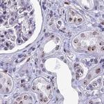 CCDC86 Antibody in Immunohistochemistry (IHC)