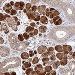 SMCO4 Polyclonal Antibody