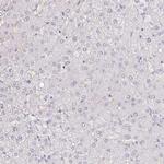 ZG16B Polyclonal Antibody