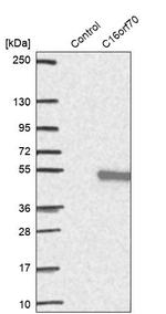 CP070 Antibody in Western Blot (WB)