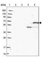 CPNE2 Antibody in Western Blot (WB)