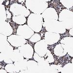 CPNE2 Antibody in Immunohistochemistry (IHC)
