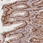 C16orf46 Antibody in Immunohistochemistry (Paraffin) (IHC (P))
