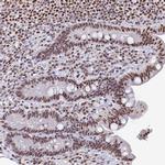 MOSPD3 Antibody in Immunohistochemistry (Paraffin) (IHC (P))