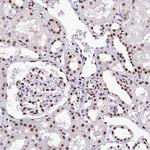 MOSPD3 Antibody in Immunohistochemistry (Paraffin) (IHC (P))