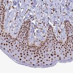 MOSPD3 Antibody in Immunohistochemistry (Paraffin) (IHC (P))