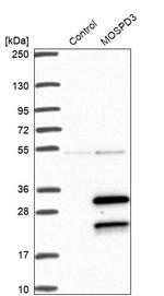 MOSPD3 Antibody in Western Blot (WB)