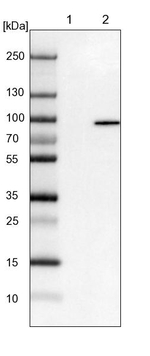 EPS8L2 Antibody in Western Blot (WB)