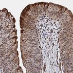 GDPD3 Polyclonal Antibody