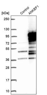 ANKEF1 Antibody in Western Blot (WB)