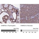 CHMP2A Antibody