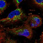 PTCD3 Polyclonal Antibody