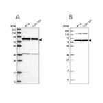 PTCD3 Antibody in Western Blot (WB)
