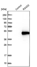 Viperin Antibody in Western Blot (WB)