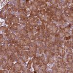 C16orf48 Antibody in Immunohistochemistry (Paraffin) (IHC (P))
