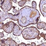 C16orf48 Antibody in Immunohistochemistry (Paraffin) (IHC (P))