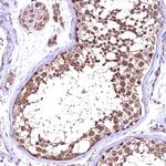 C16orf48 Antibody in Immunohistochemistry (Paraffin) (IHC (P))