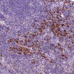 C16orf48 Antibody in Immunohistochemistry (Paraffin) (IHC (P))