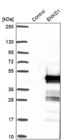 C16orf48 Antibody in Western Blot (WB)