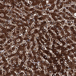 FAAP24 Antibody in Immunohistochemistry (Paraffin) (IHC (P))
