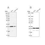 PGRMC2 Antibody in Western Blot (WB)