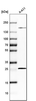 PGRMC2 Antibody in Western Blot (WB)