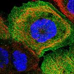 TXNDC11 Antibody in Immunocytochemistry (ICC/IF)