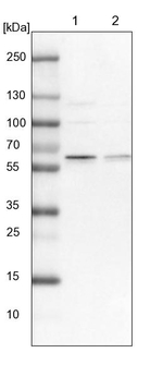 NAE1 Antibody in Western Blot (WB)