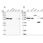 NAE1 Antibody in Western Blot (WB)
