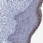 C16orf87 Antibody in Immunohistochemistry (Paraffin) (IHC (P))