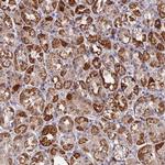 MPV17L Antibody in Immunohistochemistry (IHC)