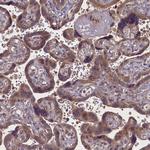 MYCBP Polyclonal Antibody