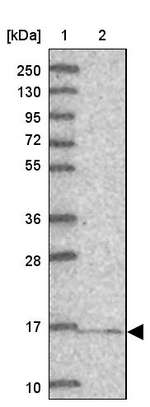 NDUFA13 Antibody in Western Blot (WB)