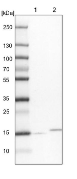 NDUFA13 Antibody in Western Blot (WB)