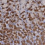GINS3 Antibody in Immunohistochemistry (Paraffin) (IHC (P))